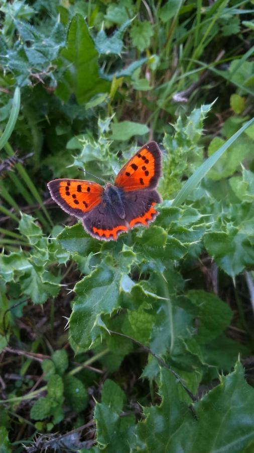 Bed and Breakfast A la campagne, au calme Monterolier Esterno foto